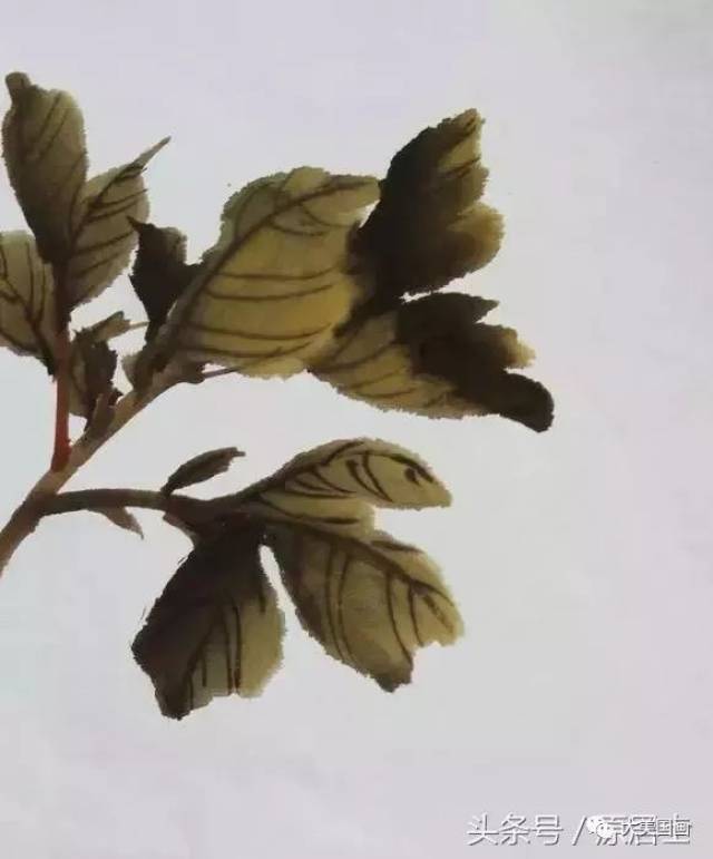 国画牡丹叶子和枝干的画法图片