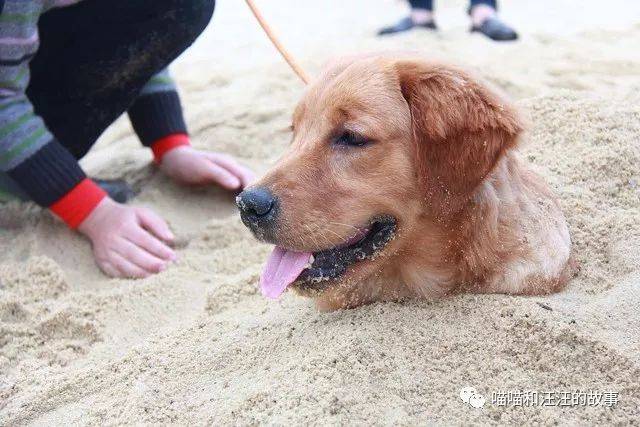 于是他便培育了一条具有罗威纳,曼彻斯特,波瑟隆与灰狗等犬优点的超级