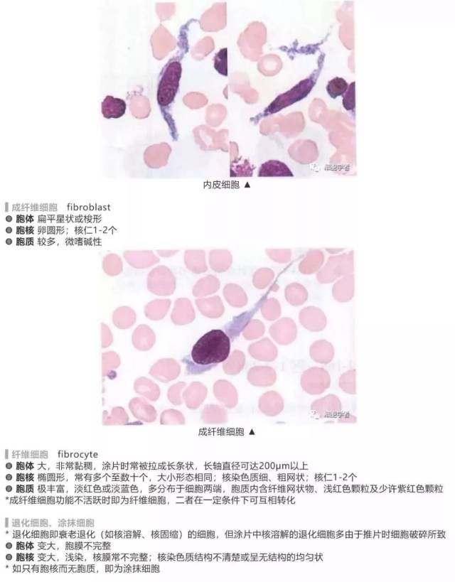 血液细胞形态观察若干知识点 骨髓细胞形态·正常