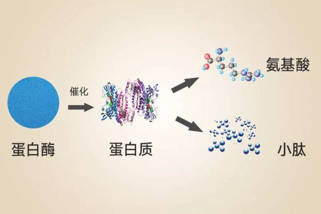 蛋白粉一般为大豆蛋白,酪蛋白,乳清蛋白,豌豆蛋白或以上几种蛋白的