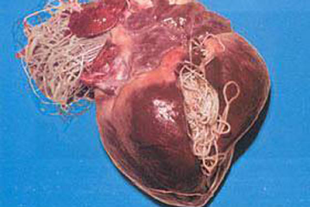 定期给狗狗猫猫驱虫的重要性,看了就知道,绝不