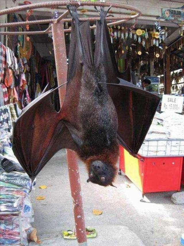 据信来源是菲律宾,因此也有网友淡定指出:这是菲律宾特产巨型蝙蝠,吃