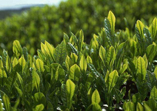 绿茶中最特殊的存在—六安瓜片是什么样子的茶?简说六安瓜片