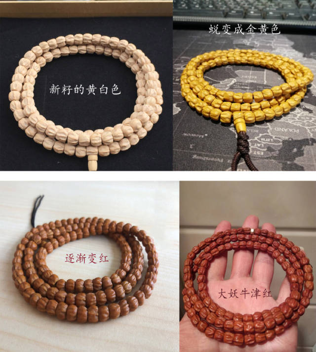 原籽到牛津红的蜕变变