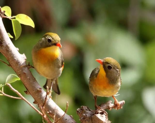 让我的爱像阳光一样包围着你,并给予你光辉灿