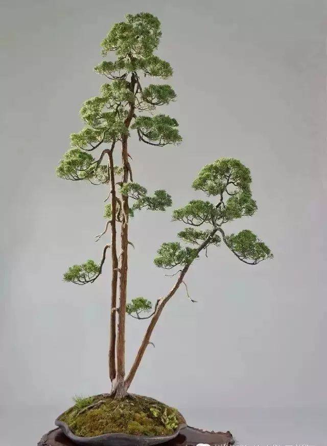 文人树制作,赵庆泉盆景大师作品精选