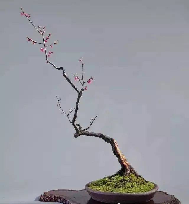 文人树制作,赵庆泉盆景大师作品精选