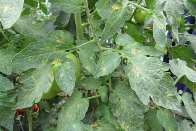 灰叶斑病症状:番茄灰叶斑病只为害叶十片,发病初期叶面布满暗绿色