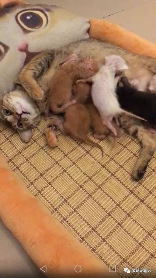 流浪猫跑进房东家二楼隔板间里生了6只小奶猫,我应该怎么办呢?