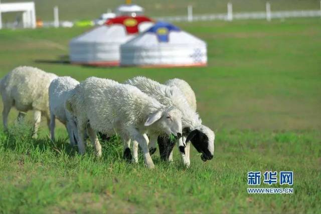 喝完现挤的鲜羊奶，竟患上“懒汉病”！ 原来这