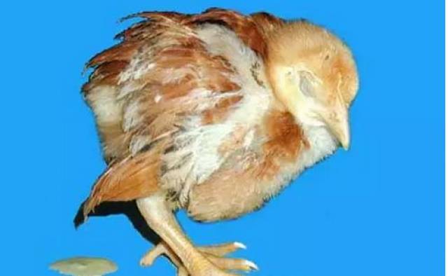 饲养员常称为"大肚脐". 脐炎病鸡可在出壳后2～5天死亡.