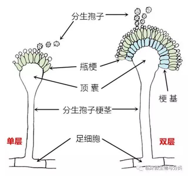 with talaromyces marneffei infection 图解曲霉菌的分子孢子结构