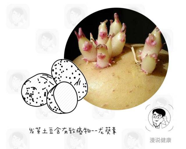 第三,发芽的土豆