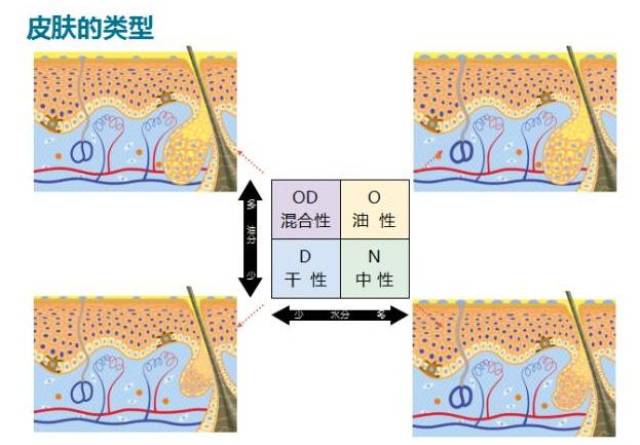 皮肤类型特征