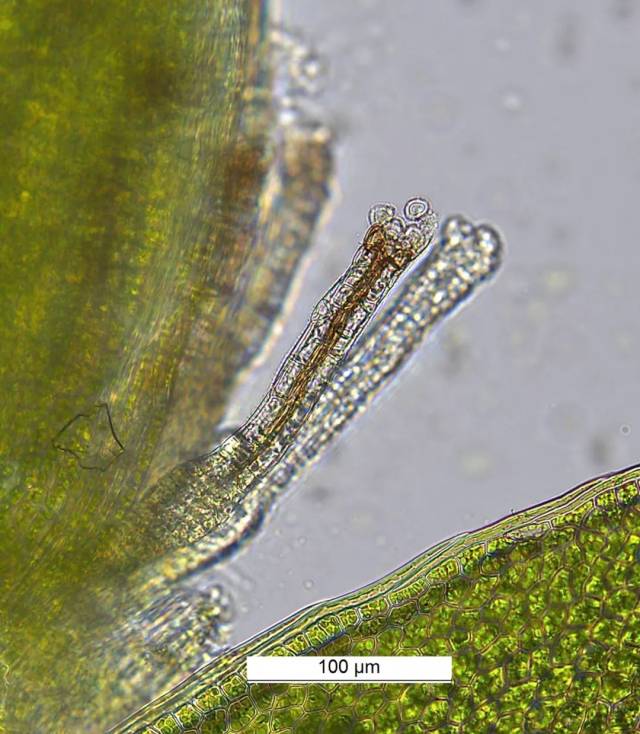 一些苔藓植物的雄株演化出了助精子传播一臂之力的特殊结构,比如地钱