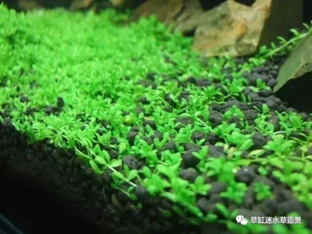 在这里,小编稍微整理介绍一下这些水草品种. 爬地(趴地)矮珍珠.