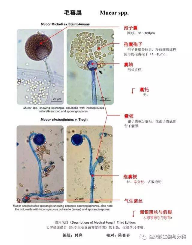 孢囊孢子:孢子囊中产生的无性孢子.