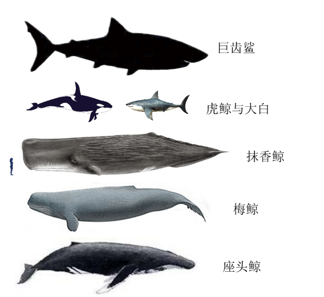 图注:巨齿鲨与其他动物对比