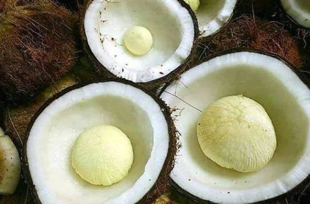 空腔中含有营养丰富而且量非常充足的"水",也就是椰子的液体胚乳