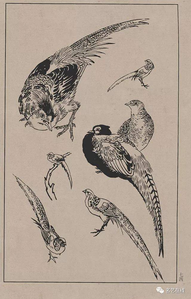 高清百鸟线描画谱,花鸟画必备