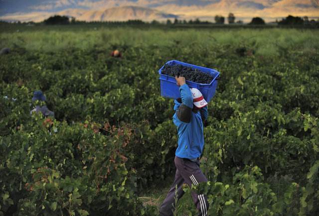 智利:2,500英亩,主要产区有空加瓜(colchagua),库里科谷(curico)和