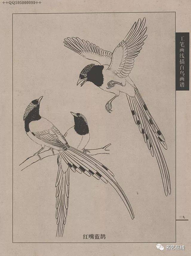 高清百鸟线描画谱,花鸟画必备