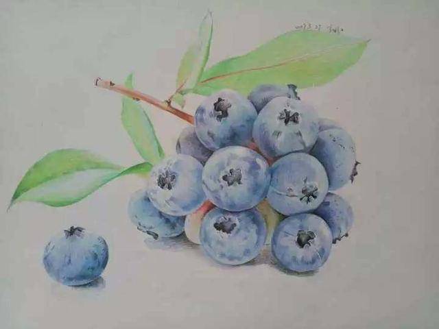 零基础彩铅绘画入门教程,水溶性彩铅玫瑰花与蓝莓彩铅画法步骤