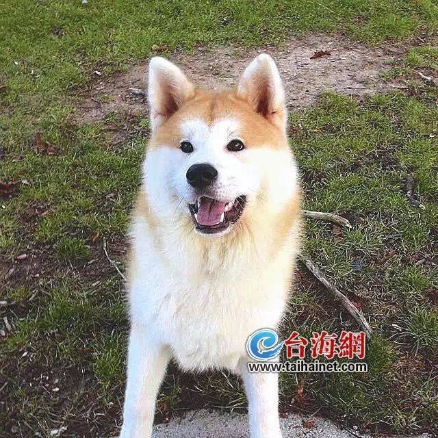 海沧:价值12万爱犬被大巴轧死,对方竟说送两只土狗!