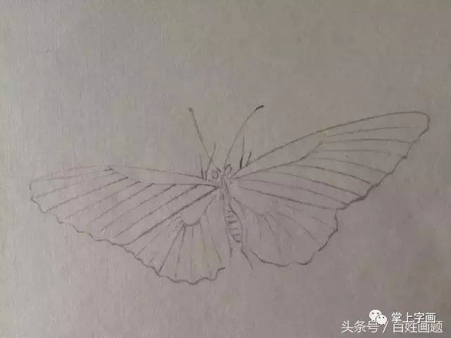 工笔蝴蝶,画法示范
