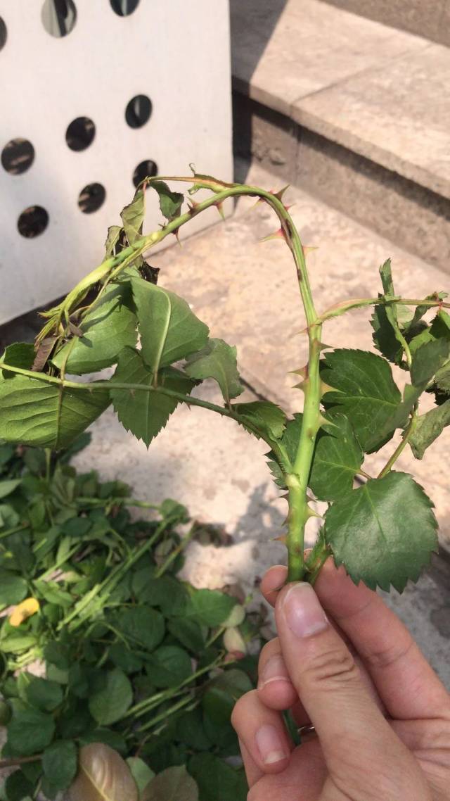 天狼说月季|比茎蜂更可怕,一颗卵杀死一棵苗的天牛就问你怕不怕