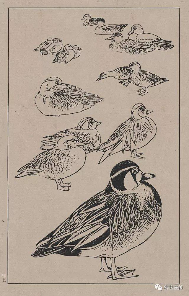 高清百鸟线描画谱,花鸟画必备