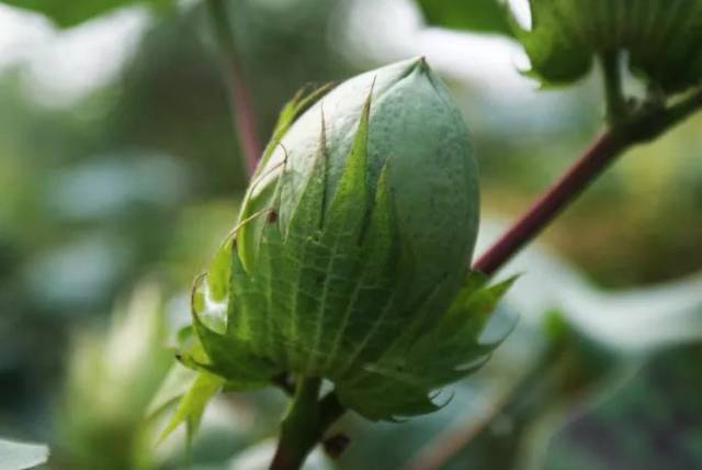 棉桃,也叫棉铃,是棉花未成熟的果实.