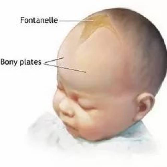 日常生活中一直有这样的传言:"初生的孩子头顶囟门不能乱碰,上面的
