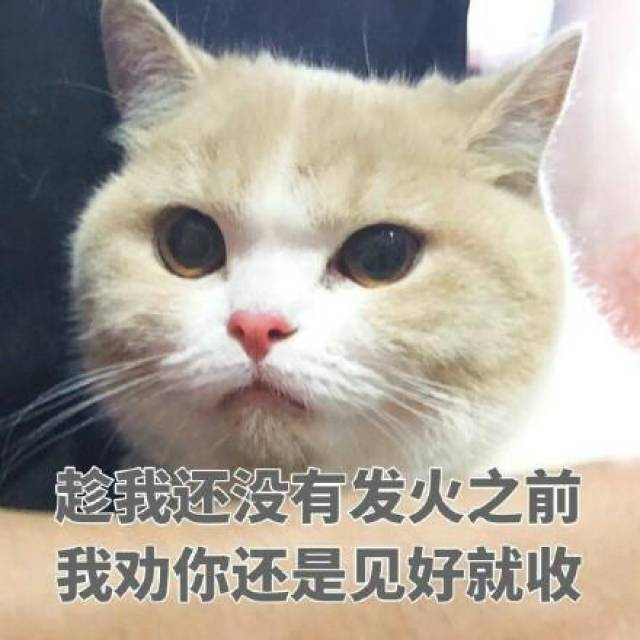 【搞笑表情包小师妹宣】