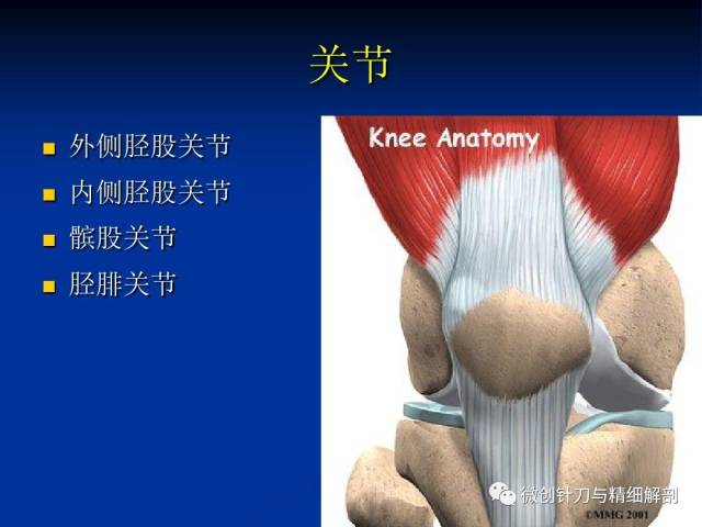膝关节解剖详细图解(珍藏)