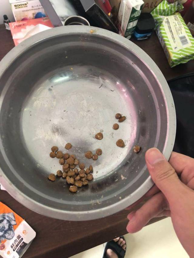 主人:再挑食就断粮了!柯基:赶快断吧,天天吃这个是个狗都腻了