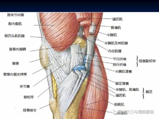 膝关节解剖详细图解(珍藏)