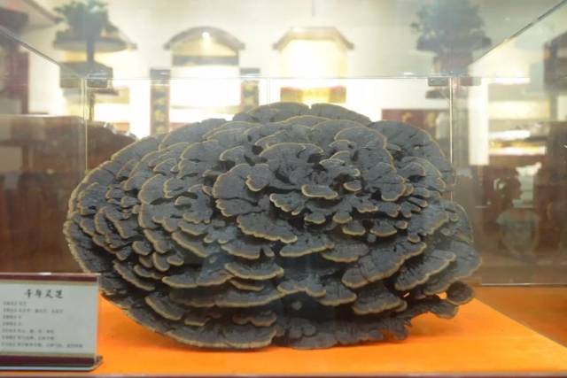 【8月会员活动】励志成长