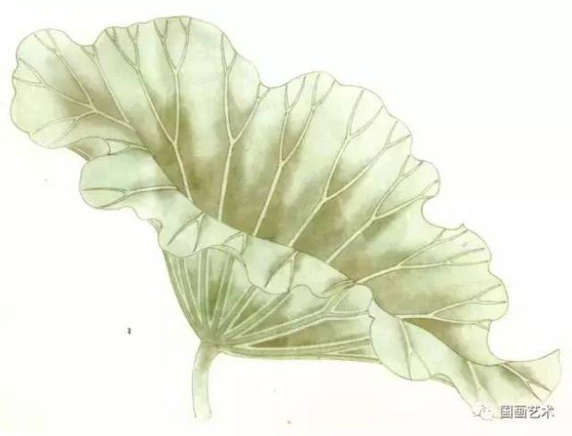 工笔荷叶的各种画法图文详解,工笔画荷花步骤,工笔荷花染色教程