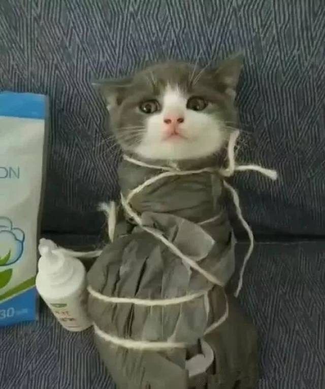 小猫被主人绑起来掏耳朵,一脸生无可恋,还是乖乖的认命吧