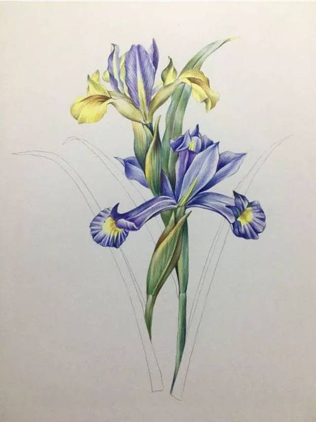 步骤7:进行最后的细节完善,我们的鸢尾花彩铅画就画好啦.
