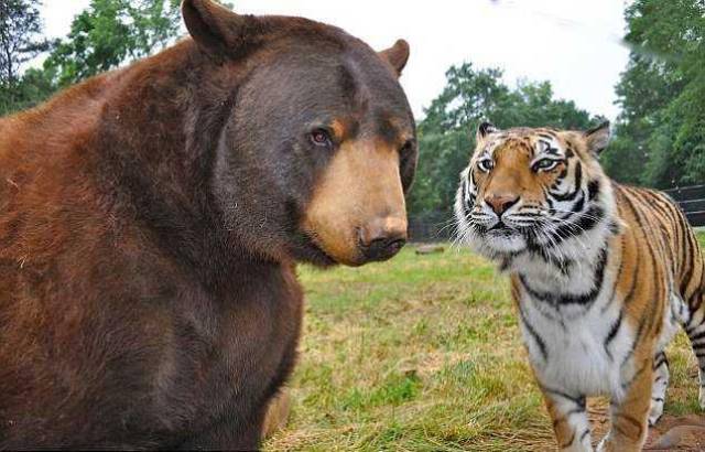 把棕熊与东北虎放一起会怎样?棕熊能碾压老虎?猫科可不是吃素的