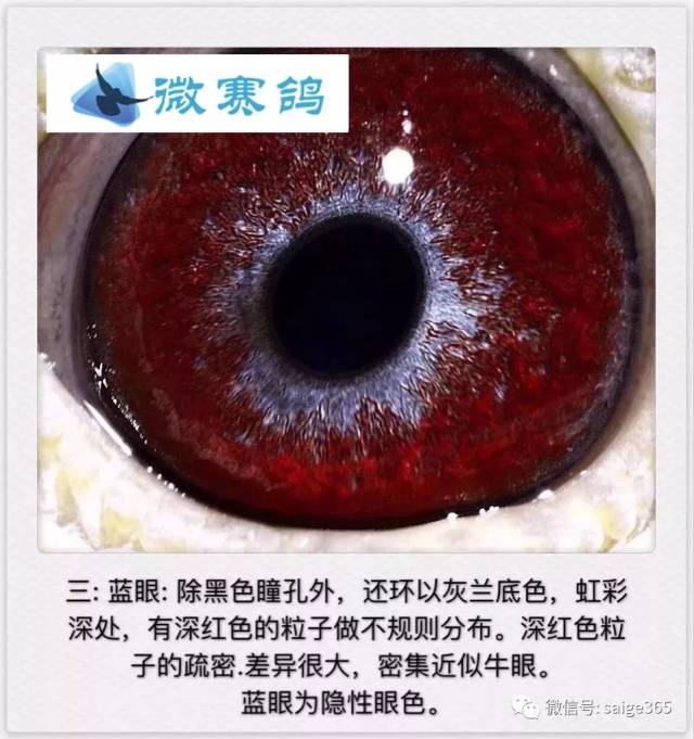 【鸽赏图】看图教你认识十五种鸽眼!