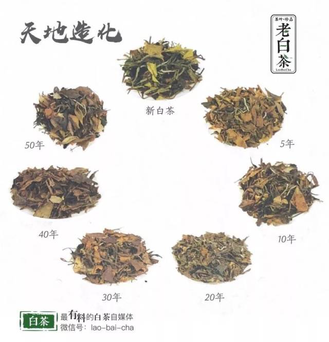 为什么说白茶是非凡又寂寞的茶?(十问白茶第1问)