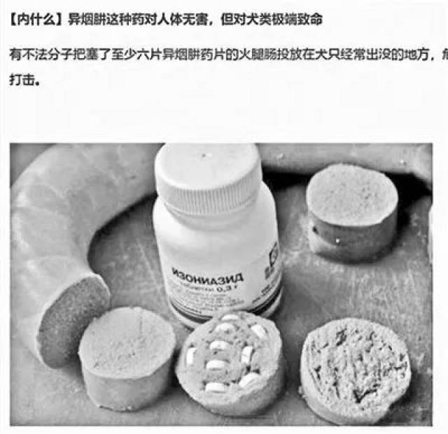 有人提出用异烟肼杀狗倒逼文明养狗 图片来源于网络