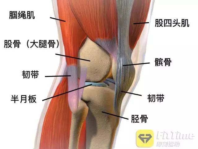 肌肉力量不均衡 做超过自己肌肉能力的事情 膝盖由腿部其它肌肉支撑