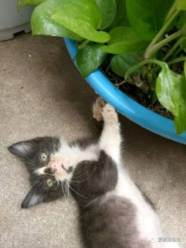 女孩捡到一只被遗弃的小奶猫,瘦骨如柴,带回家第二天就变样了!