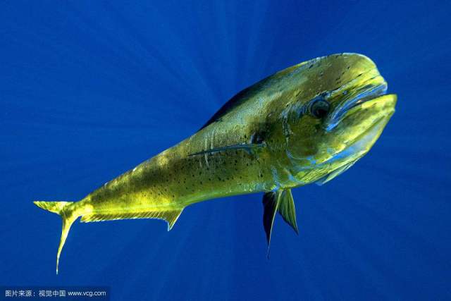 鬼刀鱼,海钓爱好者们最想钓到的深海鱼有多神奇