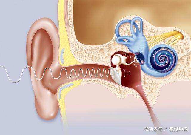 副耳,又称"附耳",是长在正常耳朵前的突起的结构,形状多样,有的象个