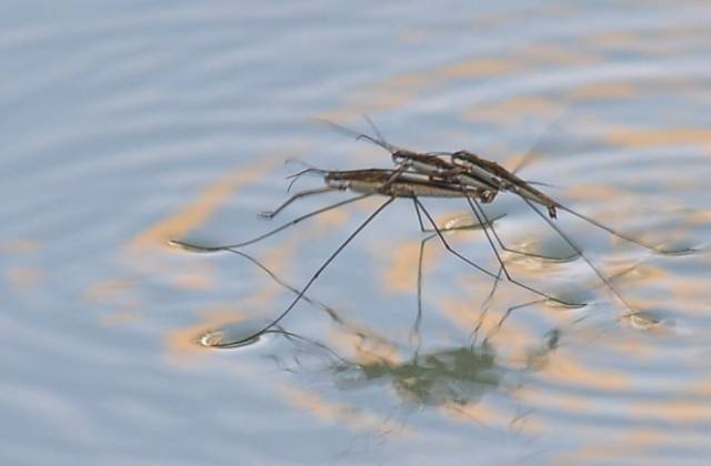 【摄友圈·虫趣】范旭初┃ 浮仙水黾:凌波微步 踏水轻舞